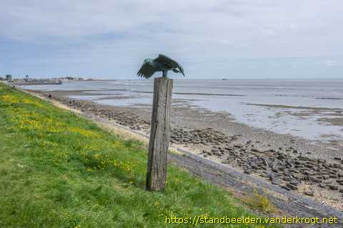 Oost-Vlieland -  Zeearend