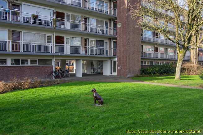 Amstelveen -  Hond