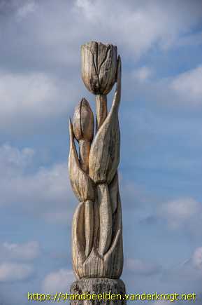 Nieuw-Vennep -  Tulpen