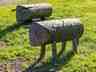 Schapen