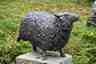 Schaap met vijf poten