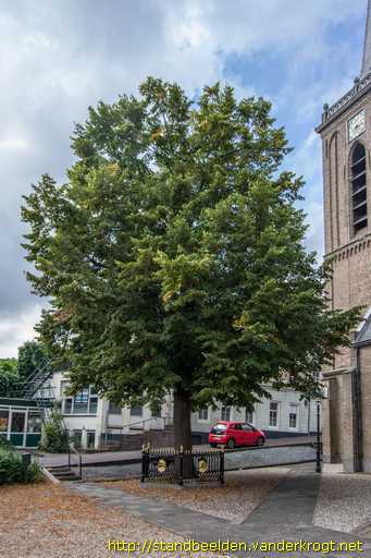 Ouderkerk aan den IJssel -  Wilhelminaboom