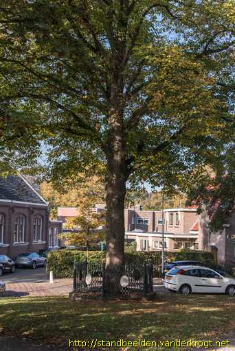 Schoonhoven -  Wilhelminaboom