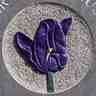 Tulp