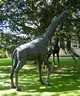 Twee giraffen