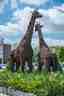 Giraffen