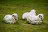 Drie Schapen