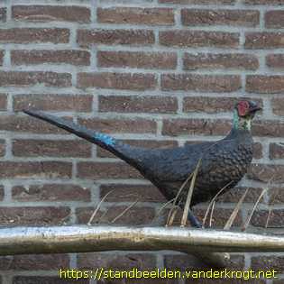 Schiedam - Knotwilg en vogels