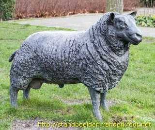 Zoeterwoude-Rijndijk - Schapen