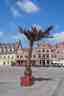 Coconut voor Dendermonde