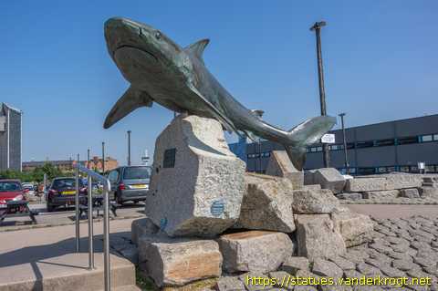 Hull /  The Grey Reef Shark