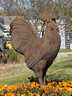 Rooster