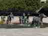 The Mustangs of Las Collinas