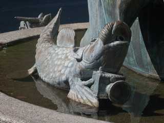 Trout with camera - Forellenbrunnen (Geislingen)