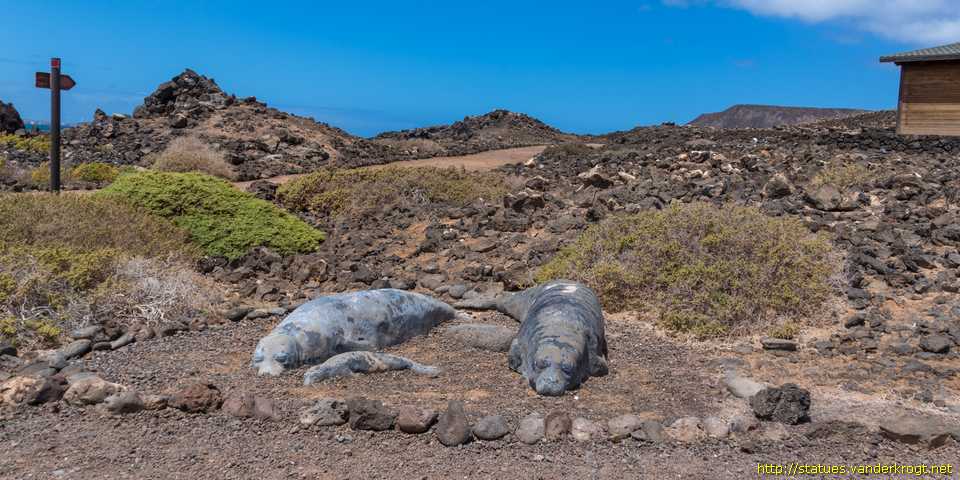Isla de Lobos - Focas monje (lobos marinos)