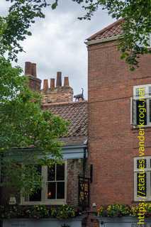 York - York Cat Trail