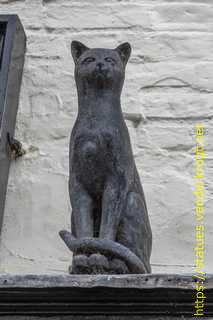 York - York Cat Trail
