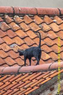 York - York Cat Trail